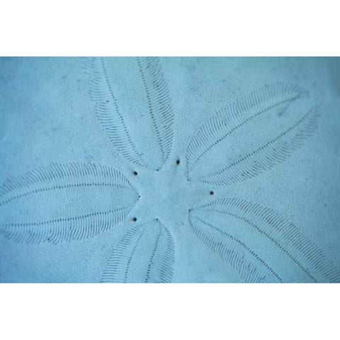 Sand Dollar I Black Modern Wood Framed Art Print by Millet, Karyn