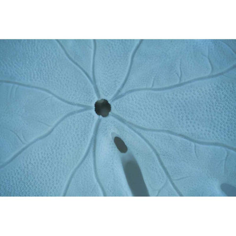 Sand Dollar II Black Modern Wood Framed Art Print by Millet, Karyn