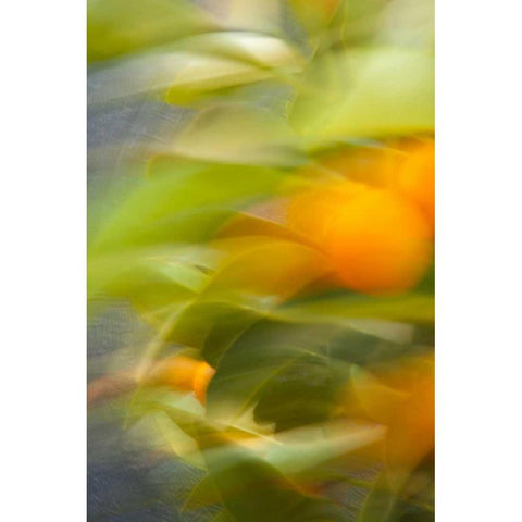 Abstract Vision II Black Modern Wood Framed Art Print by Millet, Karyn