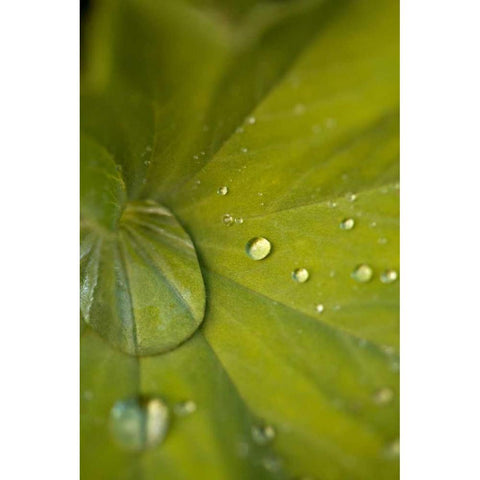 Tropical Leaves I Gold Ornate Wood Framed Art Print with Double Matting by Millet, Karyn