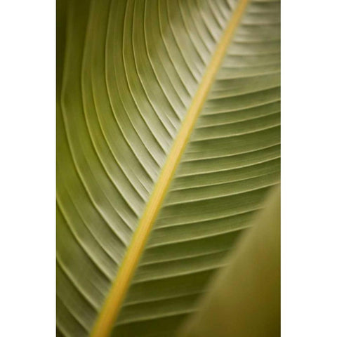 Tropical Leaves II Black Modern Wood Framed Art Print with Double Matting by Millet, Karyn