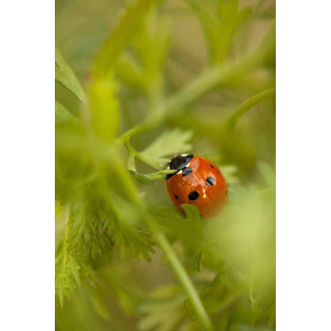 Lady Bug I White Modern Wood Framed Art Print by Millet, Karyn