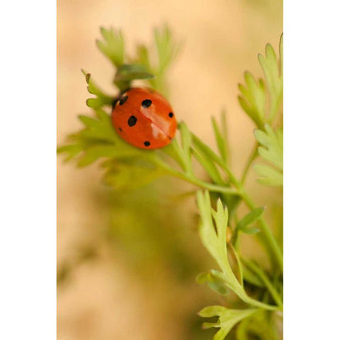 Lady Bug II White Modern Wood Framed Art Print by Millet, Karyn