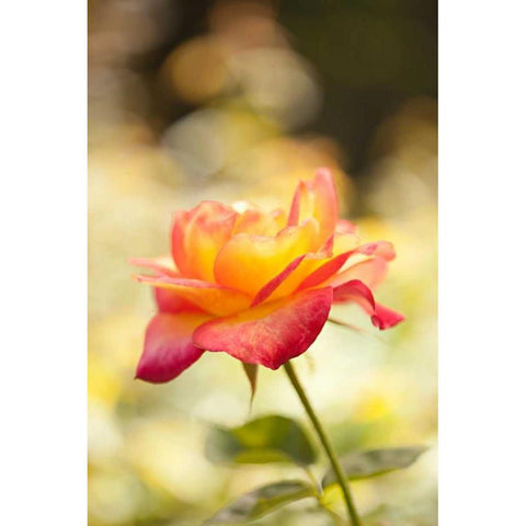 Serene Rose I Black Modern Wood Framed Art Print by Millet, Karyn