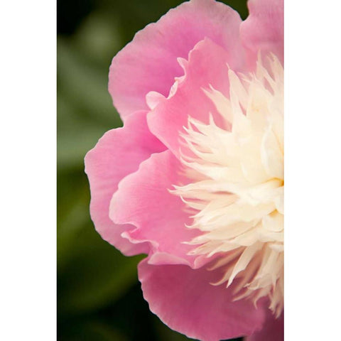 Pink and White Peony II Black Modern Wood Framed Art Print with Double Matting by Millet, Karyn