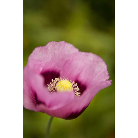 Purple Poppy I Gold Ornate Wood Framed Art Print with Double Matting by Millet, Karyn