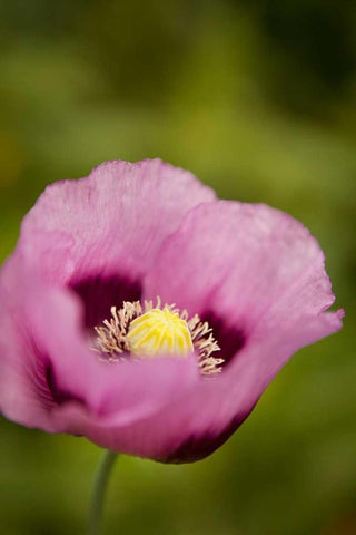 Purple Poppy I White Modern Wood Framed Art Print with Double Matting by Millet, Karyn