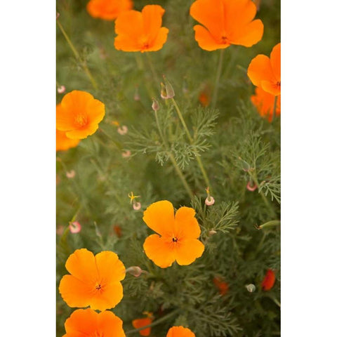California Poppies I White Modern Wood Framed Art Print by Millet, Karyn