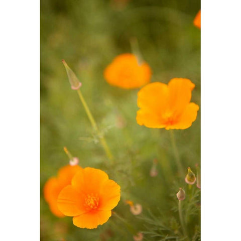 California Poppies II Black Modern Wood Framed Art Print with Double Matting by Millet, Karyn
