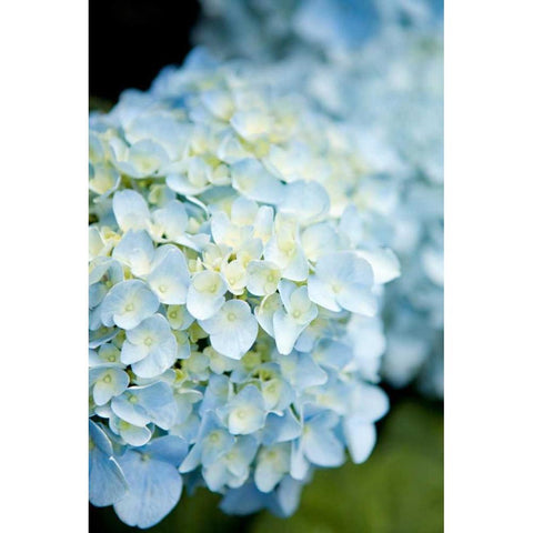 Hydrangeas IV Black Modern Wood Framed Art Print by Millet, Karyn