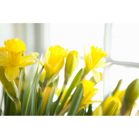 Leaning Daffodils Gold Ornate Wood Framed Art Print with Double Matting by Millet, Karyn