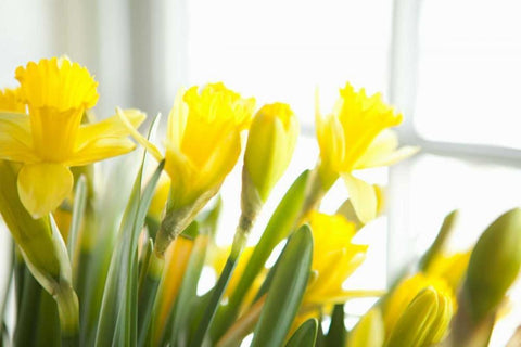 Leaning Daffodils Black Ornate Wood Framed Art Print with Double Matting by Millet, Karyn