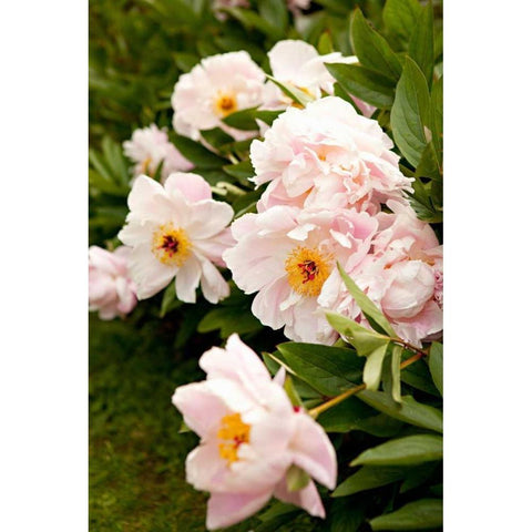 Peony Japonica II Gold Ornate Wood Framed Art Print with Double Matting by Millet, Karyn