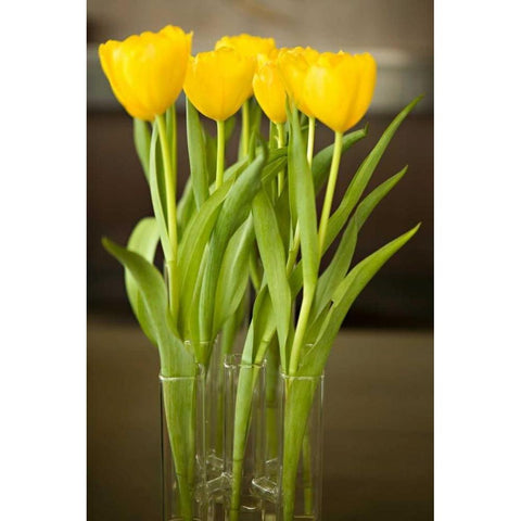 Yellow Tulips White Modern Wood Framed Art Print by Millet, Karyn