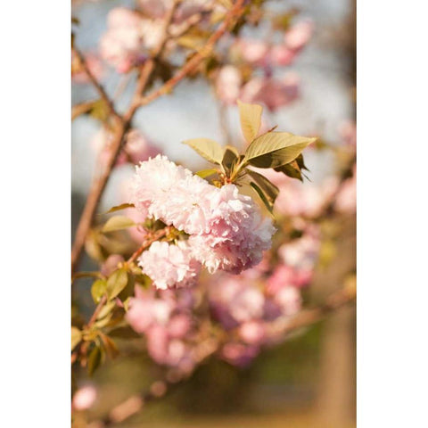 Spring Blossoms IV Gold Ornate Wood Framed Art Print with Double Matting by Millet, Karyn