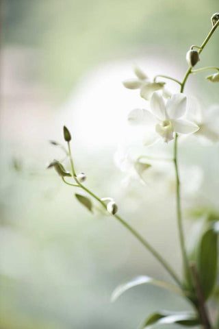 White Orchid II White Modern Wood Framed Art Print with Double Matting by Millet, Karyn