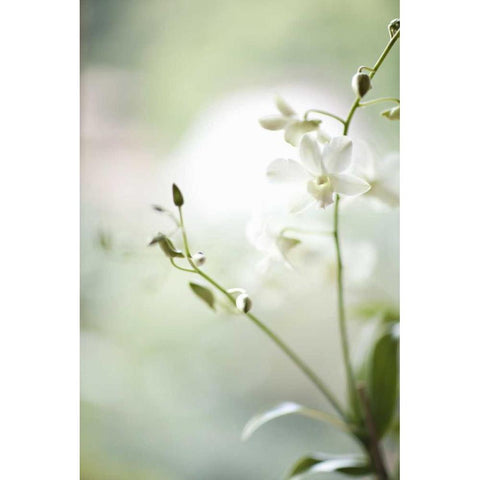 White Orchid II White Modern Wood Framed Art Print by Millet, Karyn