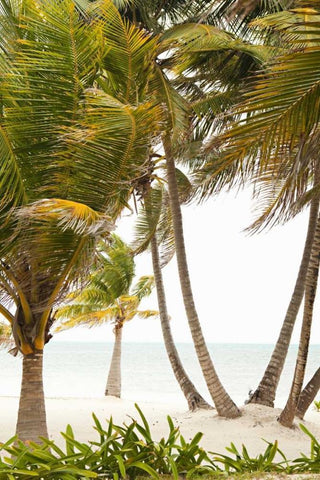 Tropical Oasis II Black Ornate Wood Framed Art Print with Double Matting by Millet, Karyn