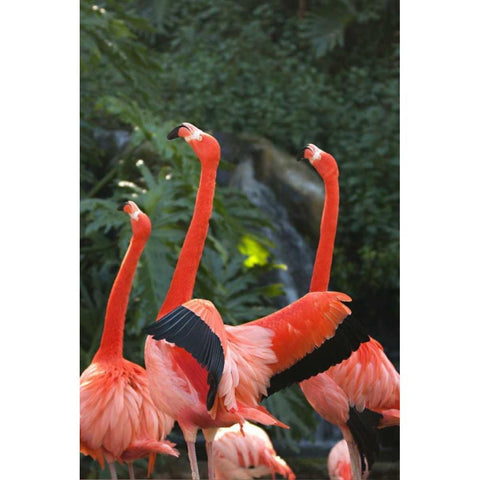 Flamingos I Black Modern Wood Framed Art Print with Double Matting by Millet, Karyn