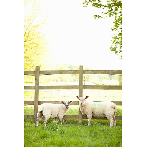 Pasture Sheep I White Modern Wood Framed Art Print by Millet, Karyn