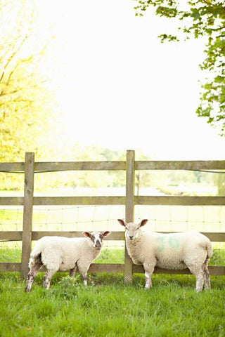 Pasture Sheep I Black Ornate Wood Framed Art Print with Double Matting by Millet, Karyn