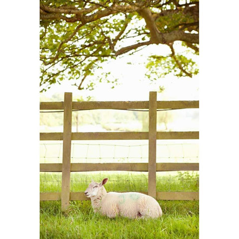 Pasture Sheep II White Modern Wood Framed Art Print by Millet, Karyn