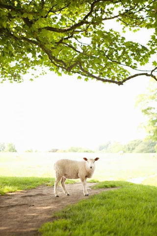 Pasture Sheep III White Modern Wood Framed Art Print with Double Matting by Millet, Karyn