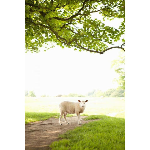 Pasture Sheep III Gold Ornate Wood Framed Art Print with Double Matting by Millet, Karyn