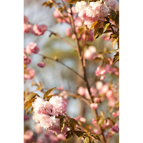 Spring Blossoms V Gold Ornate Wood Framed Art Print with Double Matting by Millet, Karyn