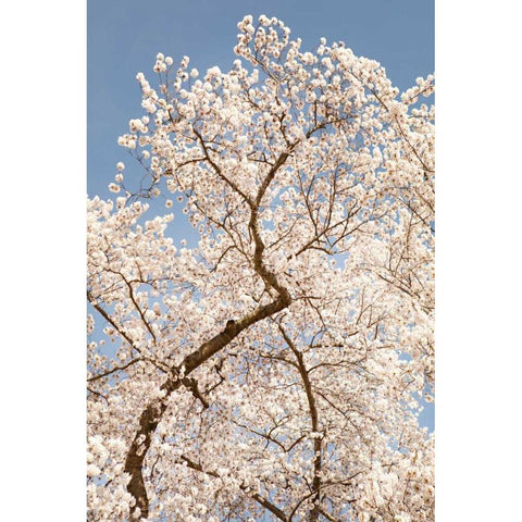 In Bloom II Black Modern Wood Framed Art Print with Double Matting by Millet, Karyn
