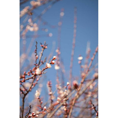 In Bloom IX Black Modern Wood Framed Art Print with Double Matting by Millet, Karyn