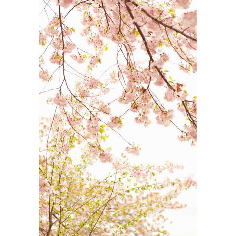 In Bloom XIX Gold Ornate Wood Framed Art Print with Double Matting by Millet, Karyn