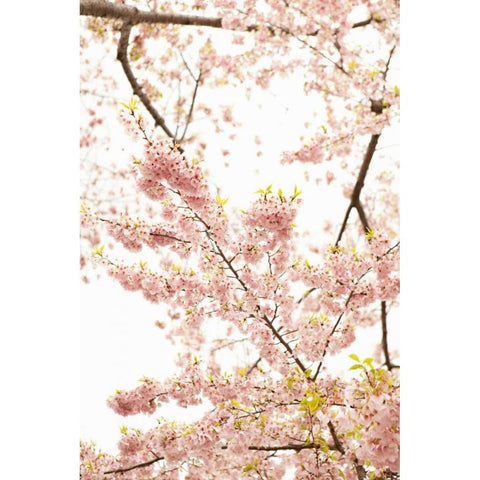 In Bloom XXI Black Modern Wood Framed Art Print with Double Matting by Millet, Karyn