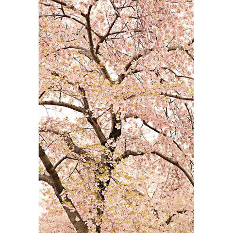 In Bloom XXII Gold Ornate Wood Framed Art Print with Double Matting by Millet, Karyn