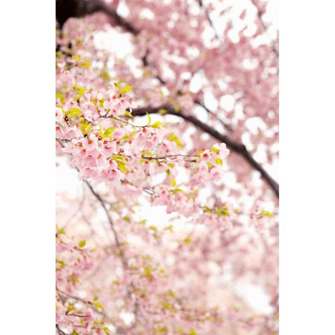 In Bloom XXIII White Modern Wood Framed Art Print by Millet, Karyn