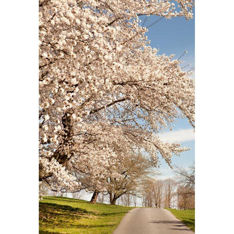 In the Park I White Modern Wood Framed Art Print by Millet, Karyn