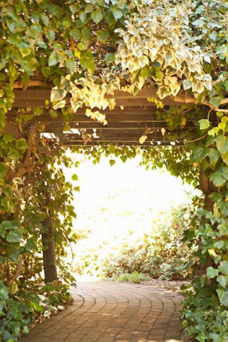 Secret Garden II White Modern Wood Framed Art Print with Double Matting by Millet, Karyn