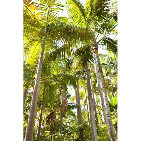 Tropical Oasis I Black Modern Wood Framed Art Print with Double Matting by Millet, Karyn