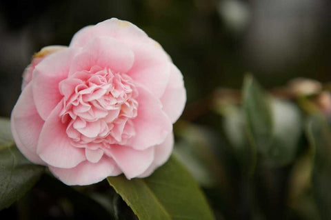 Macro Bloom V White Modern Wood Framed Art Print with Double Matting by Millet, Karyn