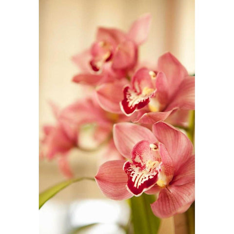 Pink Orchid I White Modern Wood Framed Art Print by Millet, Karyn