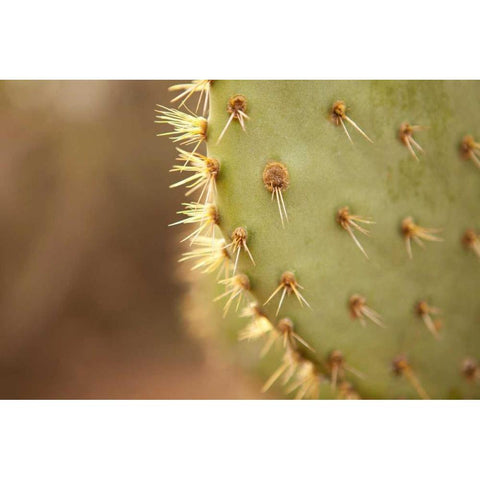Cactus II White Modern Wood Framed Art Print by Millet, Karyn