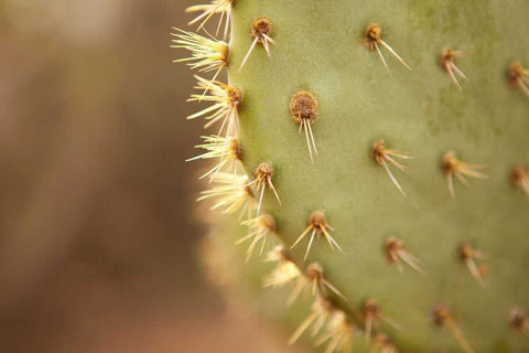 Cactus II White Modern Wood Framed Art Print with Double Matting by Millet, Karyn