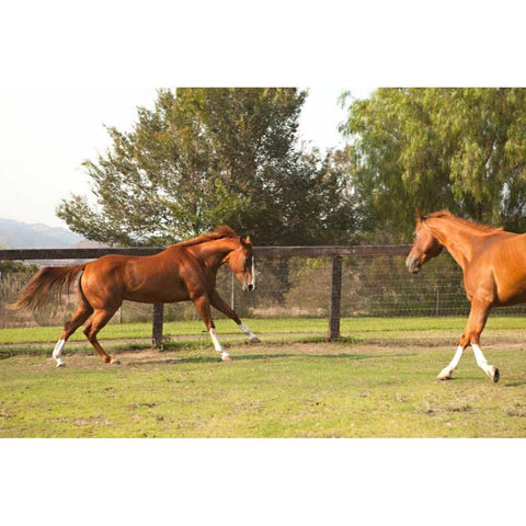 Horse Play II White Modern Wood Framed Art Print by Millet, Karyn