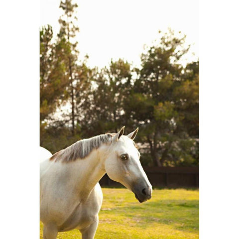 White Horse Black Modern Wood Framed Art Print with Double Matting by Millet, Karyn