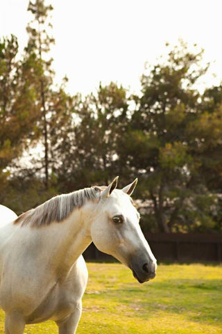 White Horse White Modern Wood Framed Art Print with Double Matting by Millet, Karyn