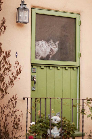 Kitty in the Window Black Ornate Wood Framed Art Print with Double Matting by Millet, Karyn