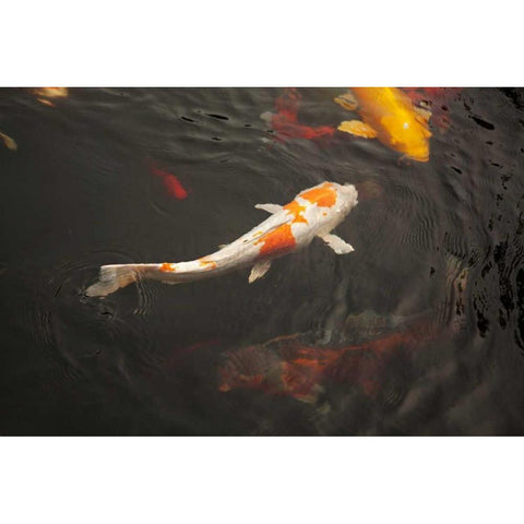 Koi III White Modern Wood Framed Art Print by Millet, Karyn