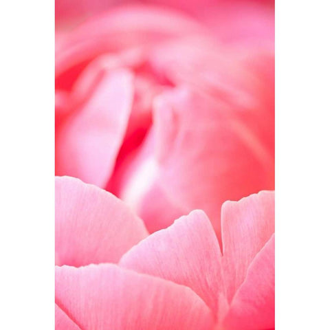 Pink Peony I White Modern Wood Framed Art Print by Millet, Karyn