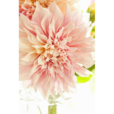 Pink Dahlia I White Modern Wood Framed Art Print by Millet, Karyn