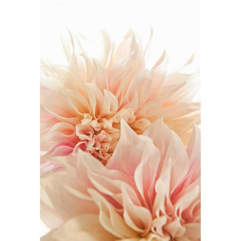 Pink Dahlia II White Modern Wood Framed Art Print by Millet, Karyn